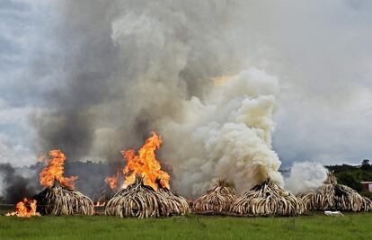 En suelo africano, concretamente en Kenia, el Gobierno de Uhuru ­Kenyatta recurría en primavera al incendio de una pira de 150 toneladas de dientes de marfil para llamar la atención sobre la matanza de elefantes. 