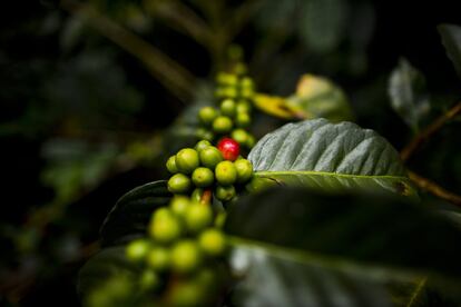 Granos de diferentes colores en una plantación colombiana.