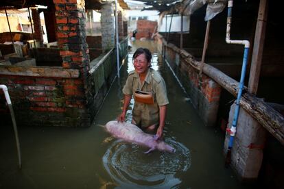 Una mujer llora mientras sostiene el cuerpo de un cerdo muerto debido a una inundación en una granja de Xiaogan (China), el 22 de julio de 2016.