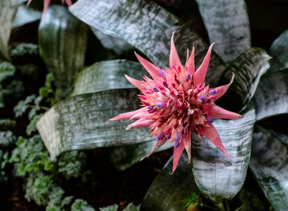 Plantas Navidad Reyes Magos