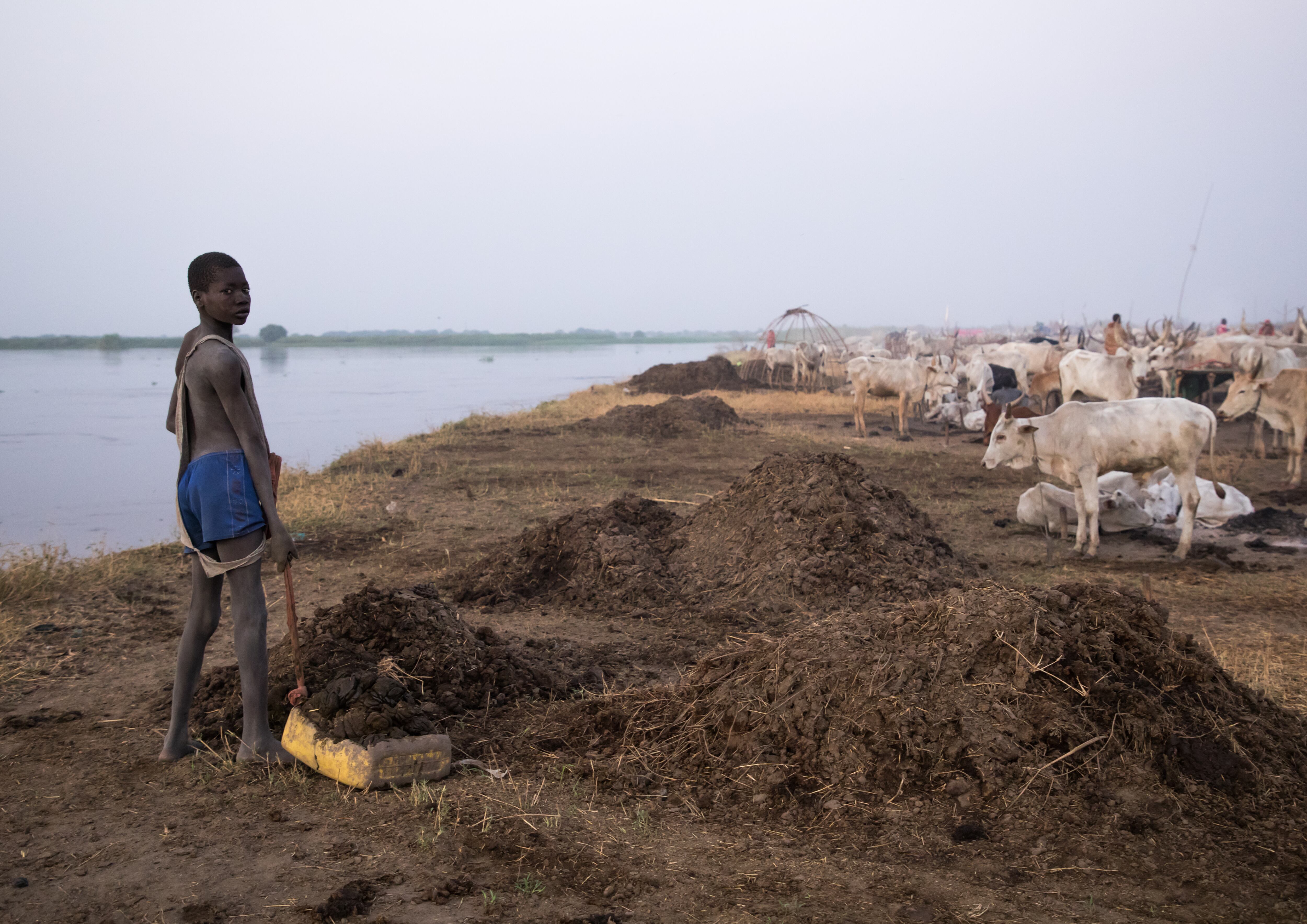 Un niño de la tribu Mundari recolecta estiércol de vaca seco para hacer una fogata que repela a mosquitos y moscas, en Equatoria Central, Terekeka, Sudán del Sur, en 2020.