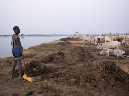 Un joven recoge estiércol seco de vaca en Sudán del Sur.