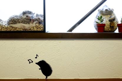 Hedgehogs sit in a glass enclosure at the Harry hedgehog cafe in Tokyo, Japan, April 5, 2016. In a new animal-themed cafe, 20 to 30 hedgehogs of different breeds scrabble and snooze in glass tanks in Tokyo's Roppongi entertainment district. Customers have been queuing to play with the prickly mammals, which have long been sold in Japan as pets. The cafe's name Harry alludes to the Japanese word for hedgehog, harinezumi. REUTERS/Thomas Peter SEARCH "HEDGEHOG THOMAS" FOR THIS STORY. SEARCH "THE WIDER IMAGE" FOR ALL STORIES 
