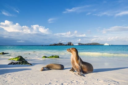 Lobos marinos en una de las islas del archipiélago ecuatoriano de las Galápagos.