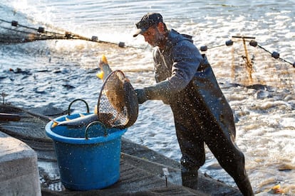 Un pescador de la dirección de pesca no lucrativa del lago Balatón coloca una carpa de un estanque en un cubo para su posterior reubicación en el lago, en Balatonfoldvar, a 119km de Budapest (Hungría).