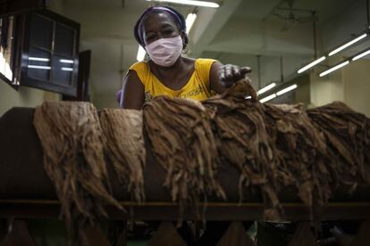 Una trabajadora selecciona las mejores hojas para liar puros en la fábrica de puros Partagás en La Habana, Cuba, el pasado 11 de marzo.
