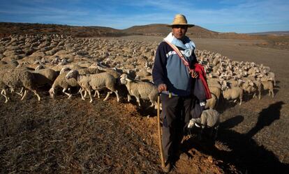 Hassan Bellahmama en el campo de Alfambra con un rebaño de 1.000 ovejas la semana pasada. Este inmigrante marroquí trabaja como pastor en el pueblo turolense desde el año pasado.