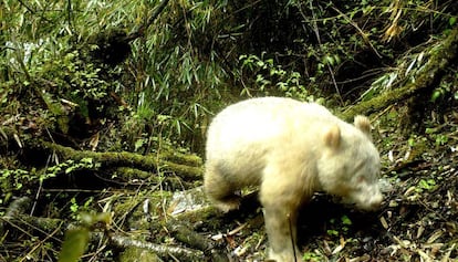 Fotografía del panda albino de la reserva de Wolong.