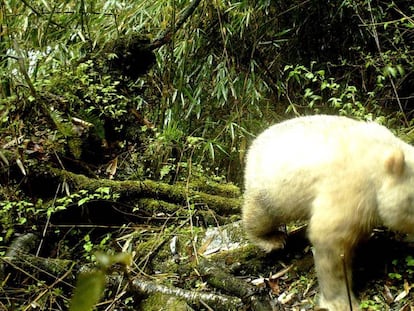 Fotografía del panda albino de la reserva de Wolong. 