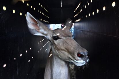 Un antílope de kudu antes de ser transportado al Zoo de La Teste en Les Mathes (Francia).
