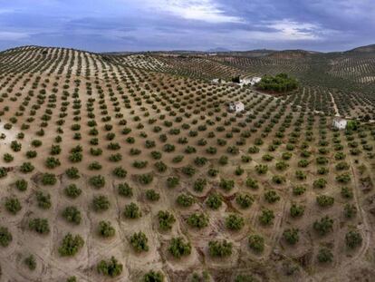 Camp d'oliveres al municipi d'Escañuela (Jaén).