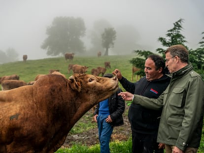 El presidente del PP, Alberto Núñez Feijoó, esta mañana en la ganadería El Cerrillo, en Ruesga (Cantabria).