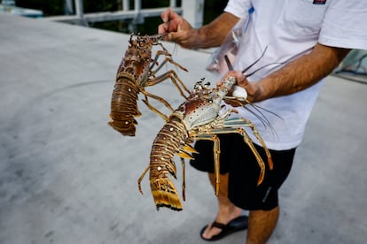 Un pescador sostiene dos langostas vivas en una marina en Marathon, Florida.
