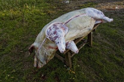 Un porc mort duran una matança a Maria de la Salut (Mallorca).