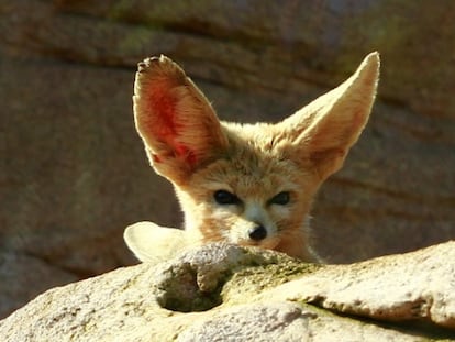 Un fénec o zorro del desierto (Fennecus zerda), muy llamativo por sus grandes orejas.