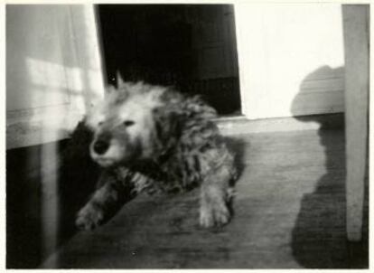 Fips, el perro de Munch, 1930