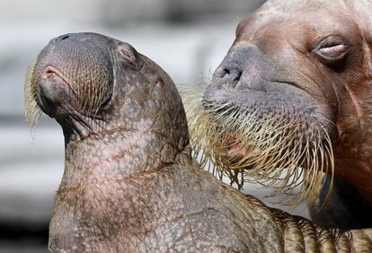 Un león marino junto a su cría de mes y medio son presentados al público en el zoo Hagenbeck de Hamburgo.