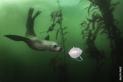 Un león marino de California nada hacia una máscara facial en el sitio de buceo Breakwater en Monterey, California, Estados Unidos.