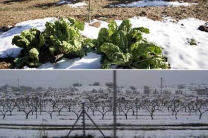 Arriba, cultivos de hortalizas afectados por las bajas temperaturas en un campo de la comarca de La Plana de Castellón, ayer. Abajo, emparrados de viña cubiertos de nieve en La Hoya de Buñol.