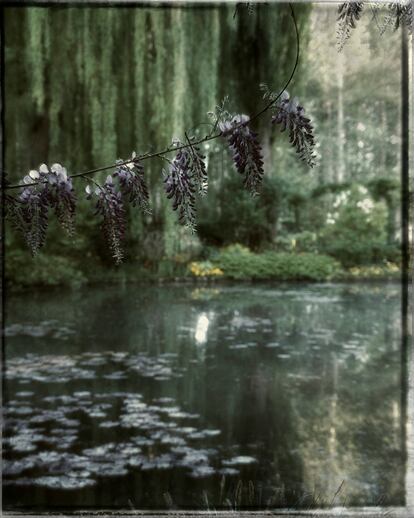 El Estanque Japonés es un jardín acuático donde se pueden encontrar wisterias y nenúfares.