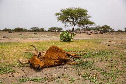 Los animales mueren de sed y de hambre, tanto en el campo como en las localidades más grandes. Nadie recoge sus restos. El calor en esta zona geográfica, al sur de Mauritania y cerca de la frontera con Malí, es tan intenso y brutal que los cuerpos muertos se momifican de inmediato.