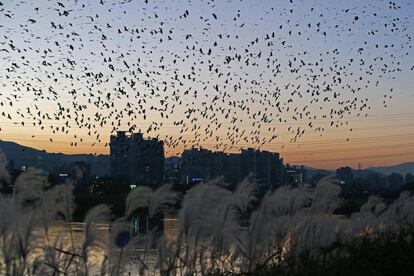 Una bandada de cuervos sobrevuela el río Taehwa en la ciudad industrial de Ulsan (Corea del Sur).