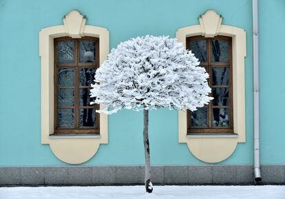 Un árbol cubierto por la nieve el 6 de febrero de 2019 en Kiev, Ucrania.  