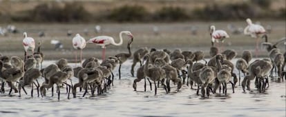 Un grupo de flamencos con sus cr&iacute;as, en el delta del Ebro.