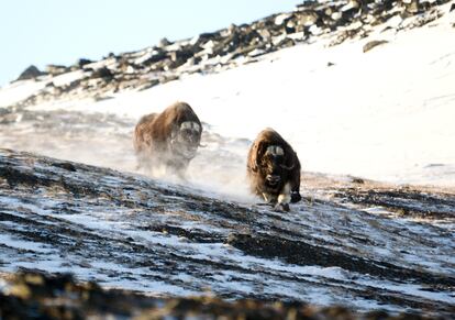 Dos ejemplares de buey almizclero, especie que se reintrodujo en Escandinavia, Rusia y Alaska.