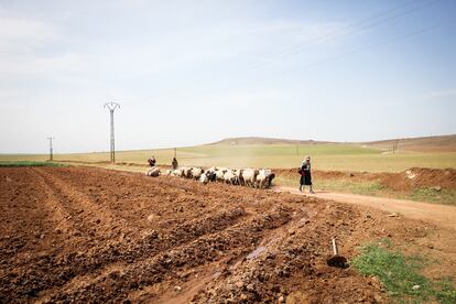 Pastores de las aldeas cercanas a Jinwar dejan pastar a sus ovejas en las tierras del pueblo.