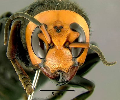 Avispón gigante japonés