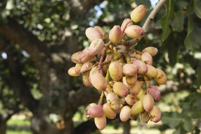 Los pistachos que consumimos en España proceden, sobre todo, de Irán y de otros lugares de Oriente Medio. El fruto, que tiene el aspecto de la fotografía antes de madurar, se recolecta cuando el pellejo que lo envuelve se desprende con facilidad, mostrando en su interior el aspecto con cáscara que conocemos. Posteriormente, se secan, se salan y se tuestan y es así como los consumimos. <p>Este alimento supone una fuente de proteína vegetal y de grasas insaturadas, sobre todo de ácido oleico, que según el <a href="http://elpais.com/elpais/2015/11/04/buenavida/1446595376_962804.html" target=blank>MAPAMA</a>, ayuda a reducir el nivel de colesterol total y la tensión arterial y tienen grandes cantidades de fósforo y potasio, relacionados con la mejora de la salud mental, el fotalecimiento de los huesos y el mayor rendimiento muscular. Además, son ricos en fibra (más del 10% de su composición), lo que ayuda a prevenir el estreñimiento y el cáncer de colon, y su vitamina B6 puede ayudarle a mitigar el dolor y la irascibilidad de las menstruaciones complicadas. ¿Alguien da más?</p>