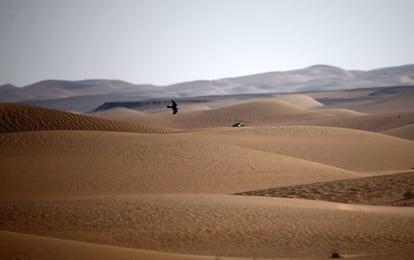 Hunting falcons fly at the al-Marzoon Hunting reserve, 60 Kilometres south of Madinat Zayed, in the United Arab Emirates on February 1, 2016.  / AFP / KARIM SAHIB