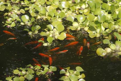 Un estanque lleno de vida en la casa del fot&oacute;grafo profesional, con alma de jardinero.