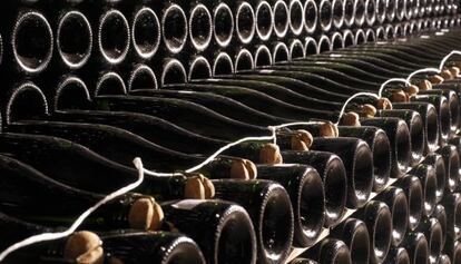 Botellas de cava reposando en la bodega.