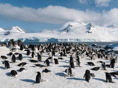 Colonia de pingüinos barbijo en la isla Media Luna, una isla del archipiélago de las Shetland del Sur (Antártida).