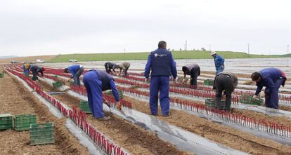Plantación de vides en las instalaciones de Viveros Villanueva en Larraga (Navarra).