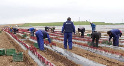 Plantaci&oacute;n de vides en las instalaciones de Viveros Villanueva en Larraga (Navarra). 