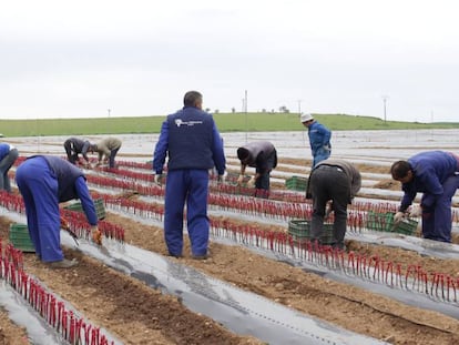 Plantaci&oacute;n de vides en las instalaciones de Viveros Villanueva en Larraga (Navarra). 