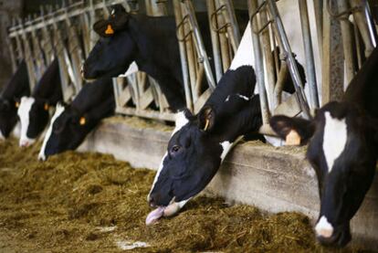 Vacas comiendo pienso en uno de los establos de la cooperativa Feiraco.