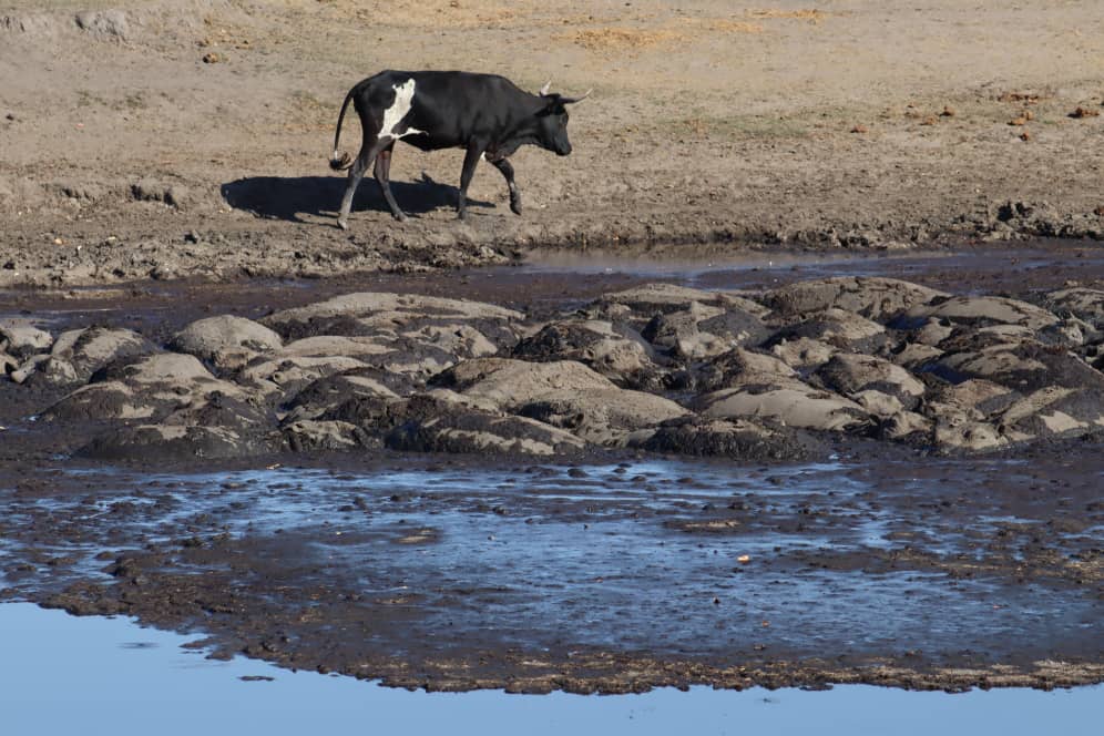 La sequía convierte el río Chobe de Namibia en una trampa para 200 hipopótamos 