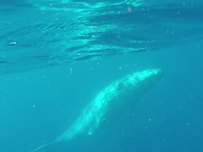 El mar suena en Sónar+D