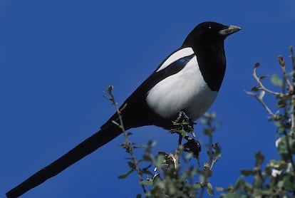 Urraca posada en un árbol.