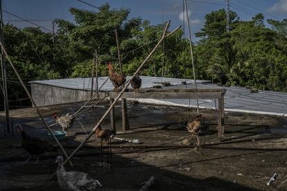 Animales de que fueron salvados y se mantienen en las azoteas de las casas.