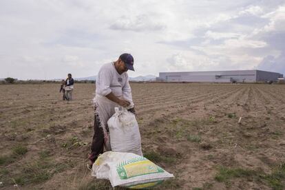 Un campesino en su campo de calabazas. Al fondo, uno de los edificios de Audi.