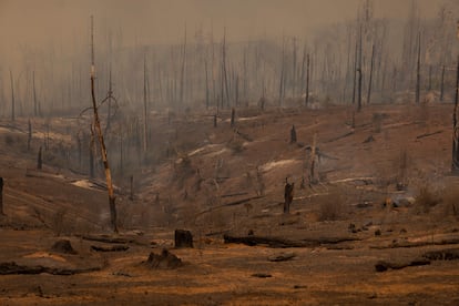 A forest is left decimated by the Oak Fire near Mariposa, California, on July 24, 2022.
