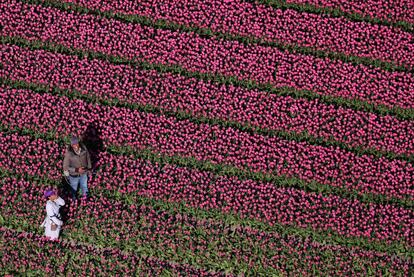 Vista aérea de un campo de tulipanes en la ciudad holandesa de Creil, el 18 de abril de 2019.