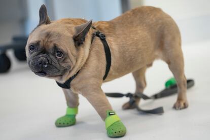 Harrison, a French bulldog, is seen in the surgery prep area at the Schwarzman Animal Medical Center, Friday, March 8, 2024, in New York.