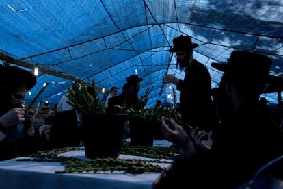 Judíos ultraortodoxos seleccionan ramas de mirto, uno de los cuatro elementos usados como símbolo en la fiesta de Sucot, o fiesta de los Tabernáculos, en Jerusalén.