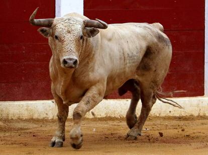 Novillo de Prieto de la Cal, lidiado en Calasparra el año pasado.